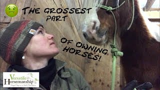 The Grossest Part Of Owning Horses Sheath Cleaning  Versatile Horsemanship [upl. by Ahsemik577]