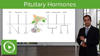 Endocrine System Overview  Nursing Review [upl. by Landes]