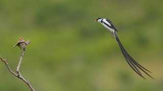 Pintailed Whydah  courtship amp plumage variations [upl. by Hazeghi287]