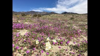 Abronia villosa sand verbena [upl. by Hajed139]