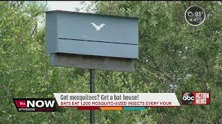 Got Mosquitoes Get a bat house [upl. by Evanne266]