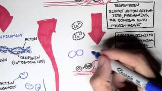 Myology  Skeletal Muscle Sarcomere Myosin and Actin [upl. by Mar]