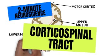 2Minute Neuroscience Corticospinal Tract [upl. by Egoreg]