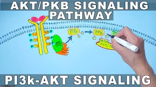 AKTPKB Signaling Pathway  PI3k Signaling [upl. by Ellehcim]