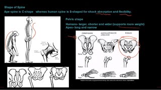 Grade 12 Life Sciences Human Evolution Part 1 [upl. by Ecnatsnoc]