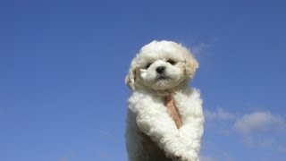 Bichon Frise Song amp Video [upl. by Annij599]