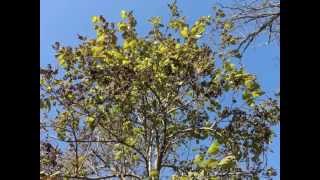 Plant portrait  Princess tree Paulownia tomentosa [upl. by Burns]