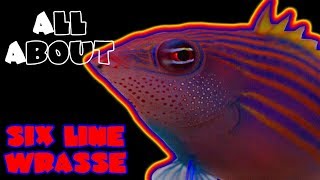 All About The Six Line Wrasse [upl. by Eveline]