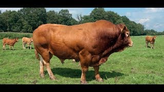 Bull breeding experts on Bull Framing Tips – KAGRC part 1 [upl. by Baily]