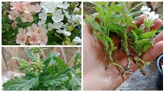 Growing Verbena Flowers How To Grow Verbena Flower From Cuttings [upl. by Columba]