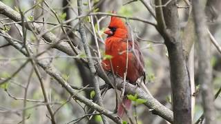 Male Northern Cardinal Singing to Attract a female  Stunningly Beautiful [upl. by Annaeerb208]