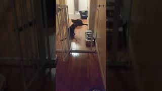 My Cat Having Diarrhea then Vomiting [upl. by Adnawt]