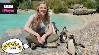 Maddie The Zoo and You  Watch more on BBC iPlayer  CBeebies [upl. by Eltsyrk]