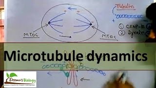 Microtubule polymerization trade milling and function [upl. by Bagger]