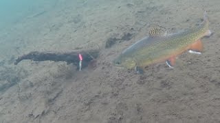 Ice Fishing Brook Trout  Under Water View [upl. by Balthasar]