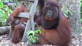 Great Ape  BORNEO [upl. by Jamnes]