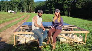 Our Pastured Poultry Here At High Valley Farm [upl. by Drwde]