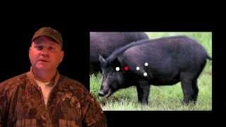 HOG HUNTING TIPS WHERE TO SHOOT HOGS [upl. by Lleynad]