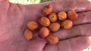 How to Grow Areca Palms from Seeds It is Easy Whatcha Got Growing On Episode 5 [upl. by Ebneter246]