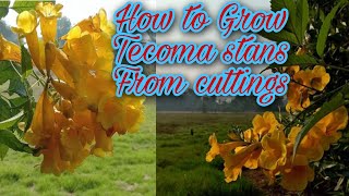 How to Grow Tecoma stans From cuttings  Yellow Bell Trumpet bushes ٹکوما  Gardening and Junk Art [upl. by Yruam]