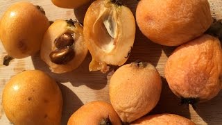 How to open and eat Loquat fruit [upl. by Brad]