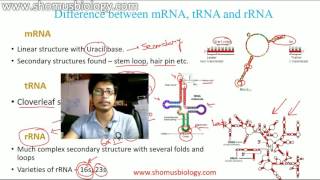 mRNA tRNA and rRNA [upl. by Lira243]