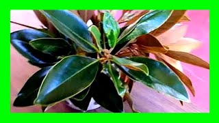 How to Propagate Magnolia Tree From Cuttings [upl. by Ardnos149]