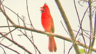 Northern Cardinal Singing Three Songs [upl. by Lubba]