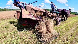 THE DAY HAS ARRIVED The Amish Come to Cut Oats with a Horse Drawn Grain Binder [upl. by Fotinas]