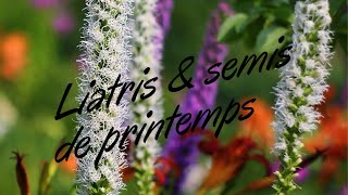 Comment planter du liatris et commencer ses semis [upl. by Fisken]