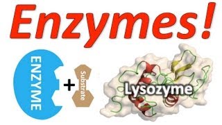 Enzymes Mr Ws Enzyme Song [upl. by Geraud464]