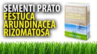 Festuca Arundinacea Rizomatosa Sementi per Prato [upl. by Lane598]