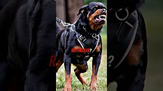 Bas Rutten vs Police Dog [upl. by Ortrud]