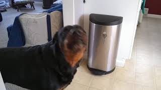 Rufus the Rottweiler Crying for Mommy [upl. by Borg]