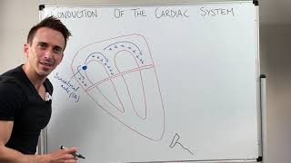 Heart Conduction amp ECG EKG Interpretation [upl. by Notnad993]