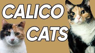 3 Fun and Fascinating Facts About Calicos [upl. by Petrie]