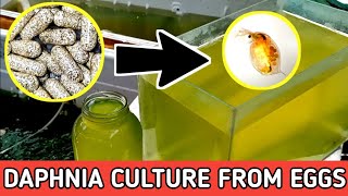 HOW TO HATCH DAPHNIA EGGS  HOW TO CULTURE DAPHNIA [upl. by Ahsiral]