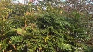 Mahonia Japonica [upl. by Rise]