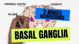 2Minute Neuroscience Basal Ganglia [upl. by Kcirddot]