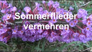 Sommerflieder vermehren Ableger Stecklinge machen Buddleja Schmetterlingsflieder [upl. by Nawaj]