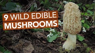 9 Wild Edible Mushrooms You Can Forage This Spring [upl. by Adria464]