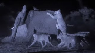 Filming Lions Hunting Elephants  Wild Stories  BBC Earth [upl. by Orling]