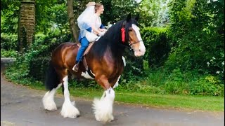 Romantic Wedding Riding Shire Horse Casey [upl. by Stacy106]