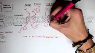 Membrane Proteins I [upl. by Yddur]