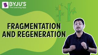 Fragmentation And Regeneration  Class 7  Learn With BYJUS [upl. by Charley627]