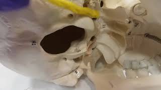 External Occipital Bone [upl. by Emily]