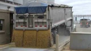 Hauling Soybeans to the Processor amp Backhaul Lime [upl. by Rhona292]