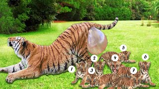 How Tiger Giving Birth To Twin Cubs At The Zoo [upl. by Ayahs]