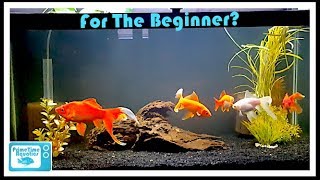 Keeping Goldfish What You Should Know BEFORE Buying Goldfish [upl. by Atrice]