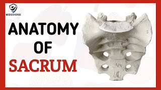 SACRUM  VERTEBRAL COLUMN  SIMPLIFIED HUMAN ANATOMY [upl. by Gilletta811]